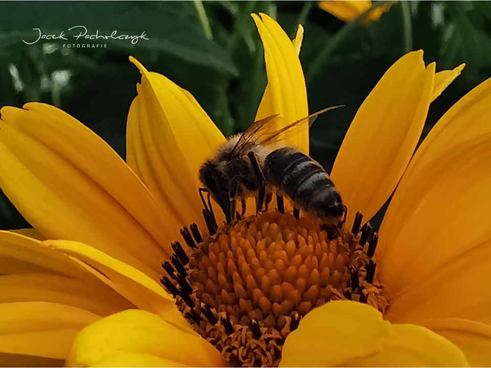 pszczoła z bliska kwiat