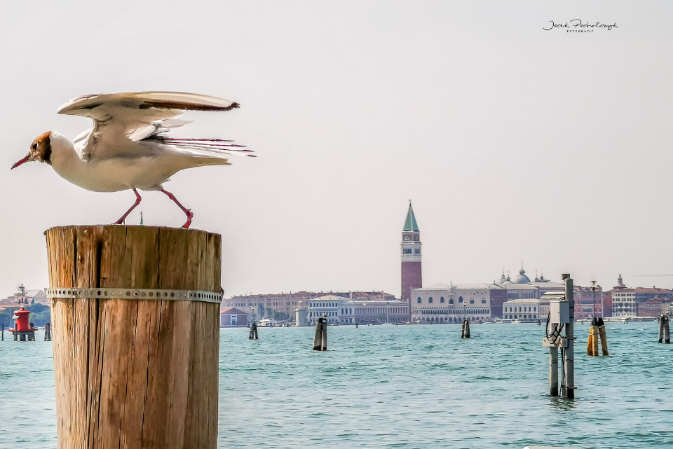 Lido di Venezia ptak widok na Wenecję